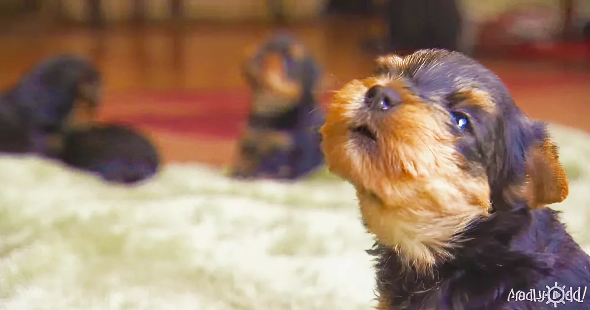 The Guinea Hen Incident: Yorkie Puppies Boldly Drive the Intruders Away