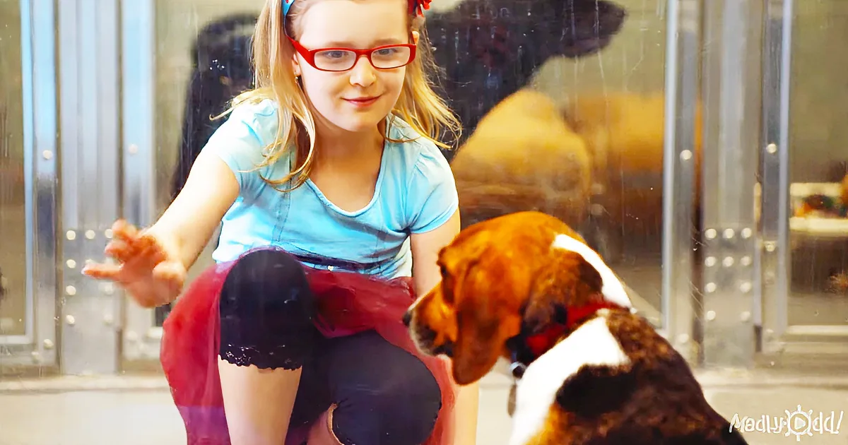A girl in a blue shirt and red skirt interacts with a brown and white dog through a glass barrier.