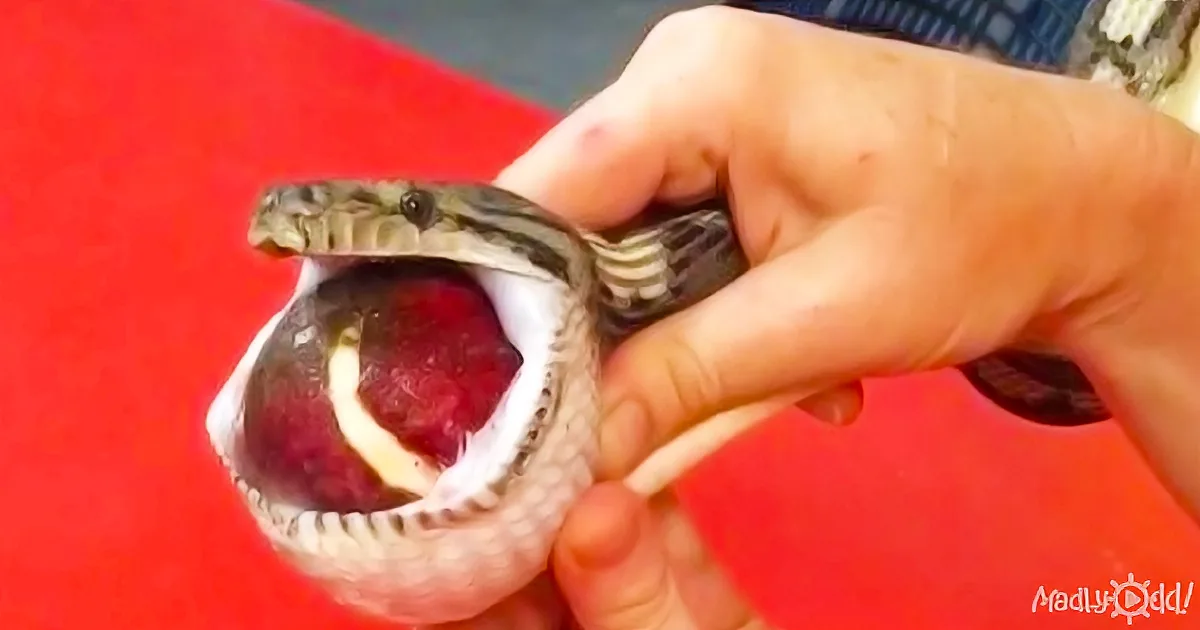 A hand holds a snake with its mouth open, revealing a red object inside.