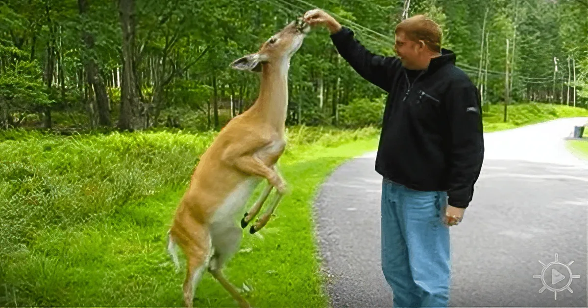A deer stands on its hind legs, reaching up to a man who is feeding it in a lush green forest setting.