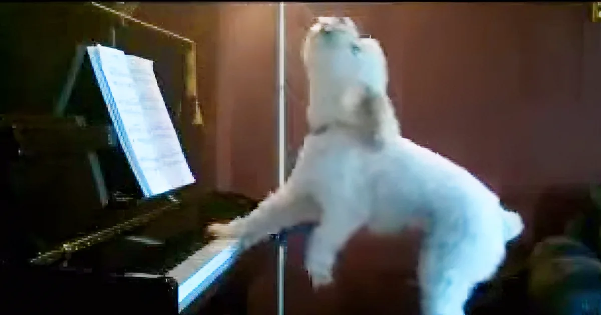 A white dog in a fluffy costume is playing a piano with sheet music.