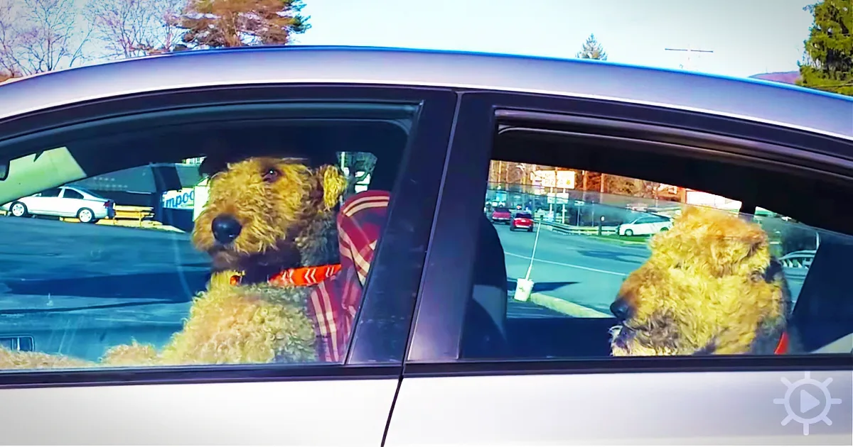 Two Airedale Terriers are sitting in a car, looking out the window with a scenic view of a parking lot and trees in the...