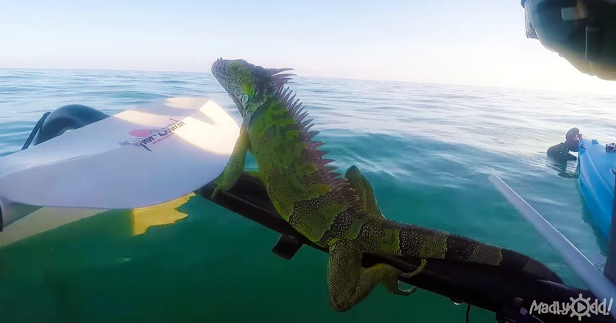 4 Miles From Shore, This Iguana Need a Miracle.