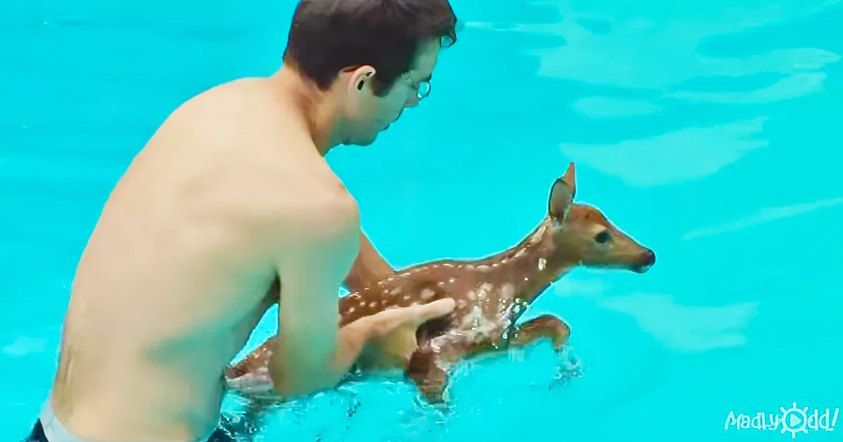 Baby Deer Takes Dip in a Swimming Pool, Sounds Like Air Horn When Told to Go