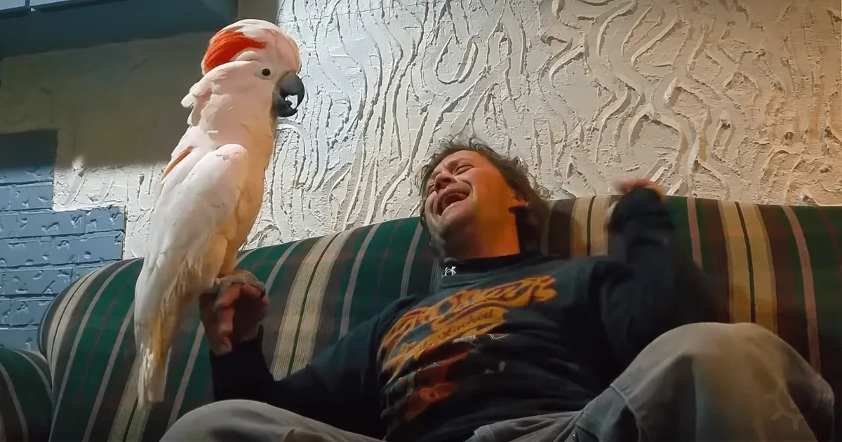 A man in a black shirt lies on a striped couch, laughing, with a white cockatoo perched on his hand.