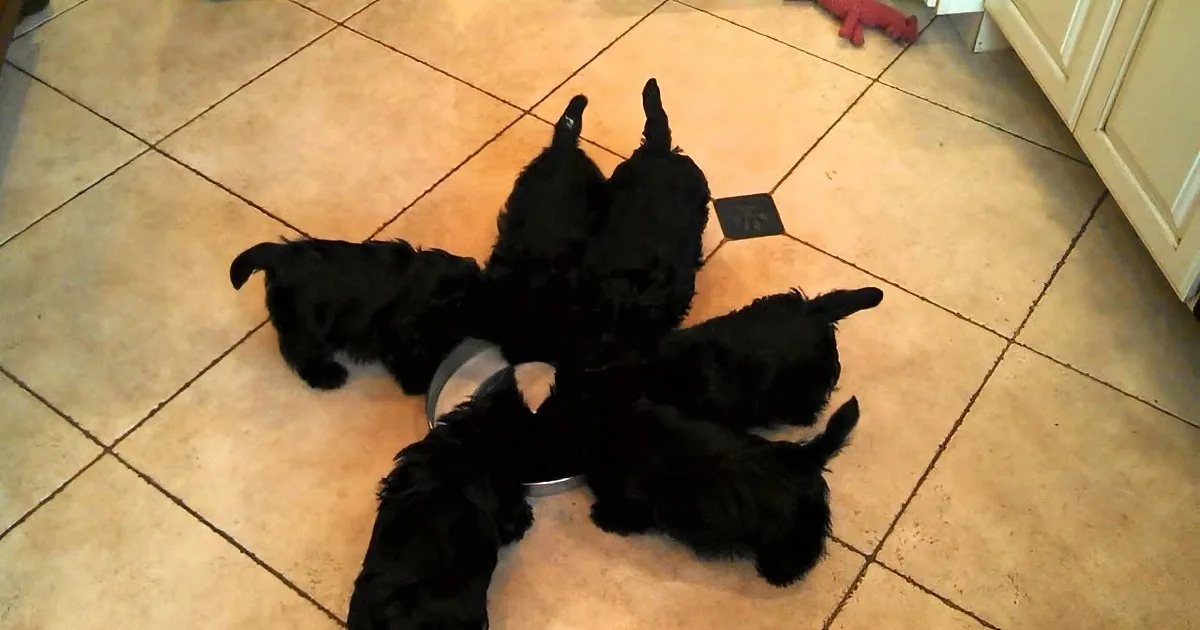 Four black puppies are lying on a tiled floor, seemingly asleep or resting.