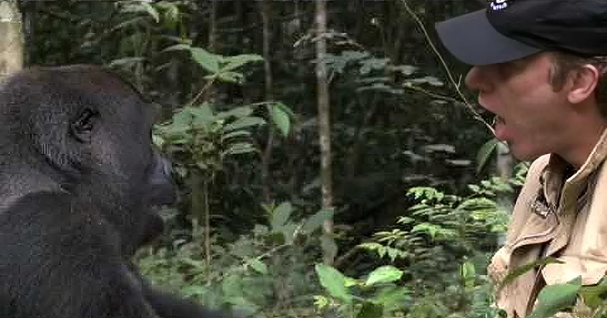 A gorilla and a person are facing each other in a lush forest setting.