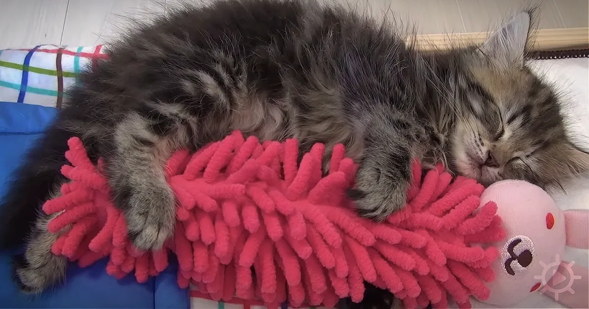 A fluffy gray cat sleeps peacefully on a pink, fuzzy blanket with a plush toy nearby.