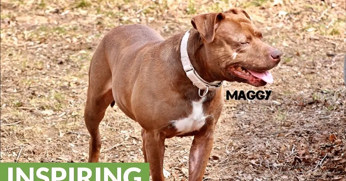 Two Former Fighting Dogs Meet for the First Time and Leave Everyone in Tears