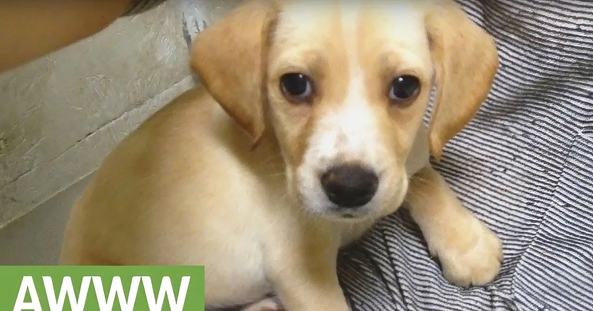 A Dog Got Adopted 4 Years Ago. Check out What He Does When He Sees an Old Friend.