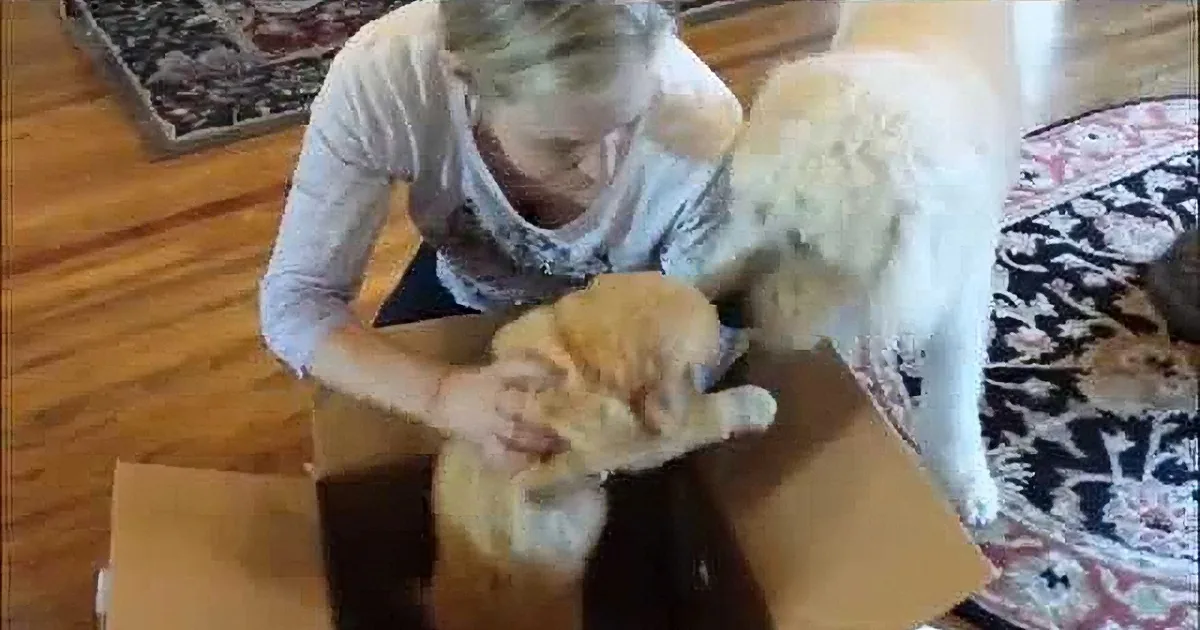 Woman gently holds orange kitten in cardboard box, with dog nearby on patterned rug.