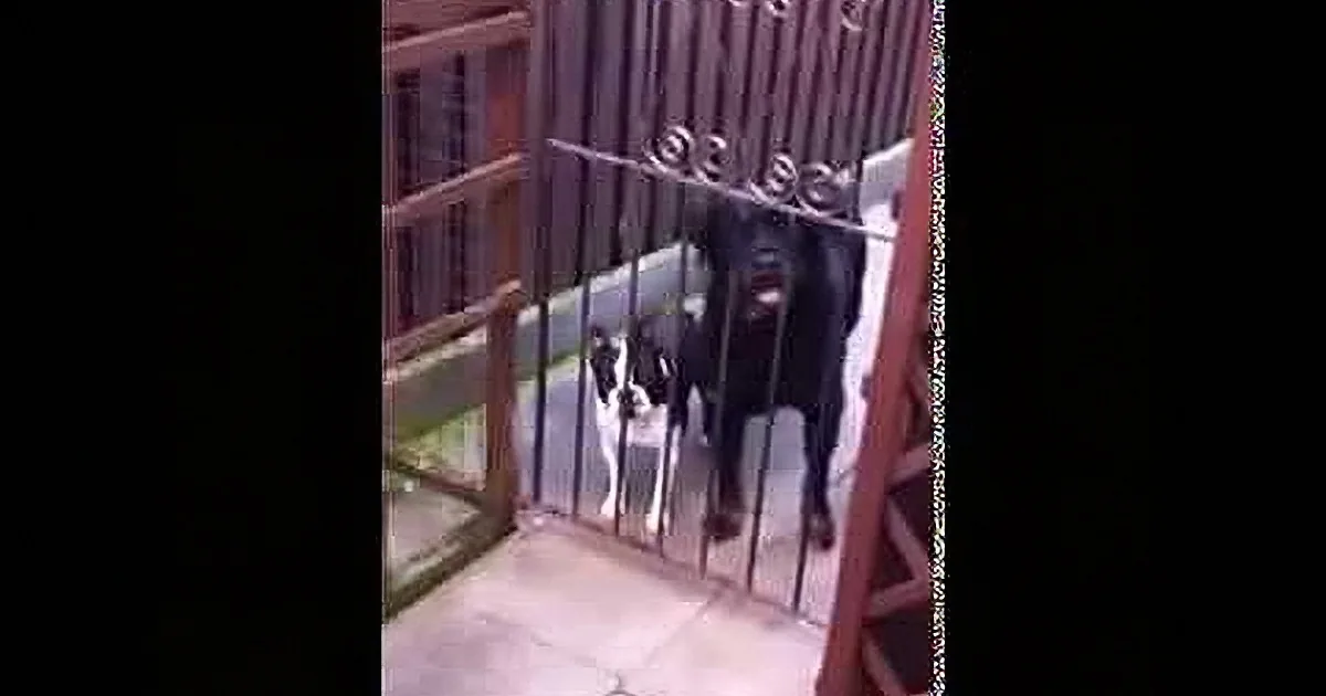A black and white dog stands behind a metal gate, looking out.