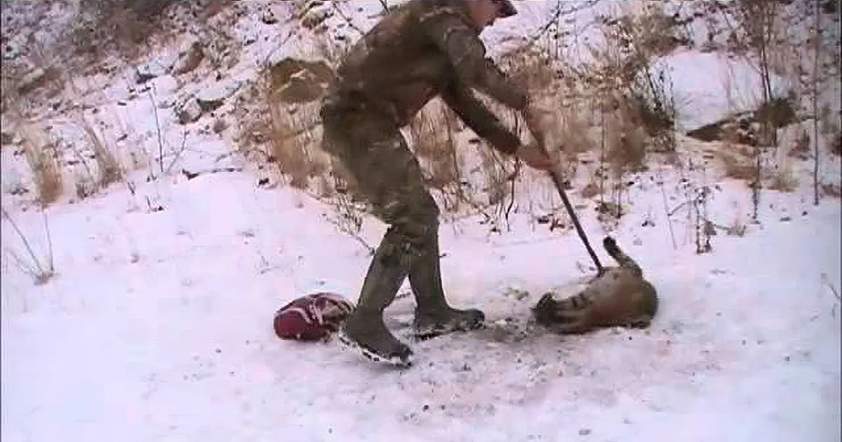 A hunter in camouflage stands over a deer in the snow, holding a stick.