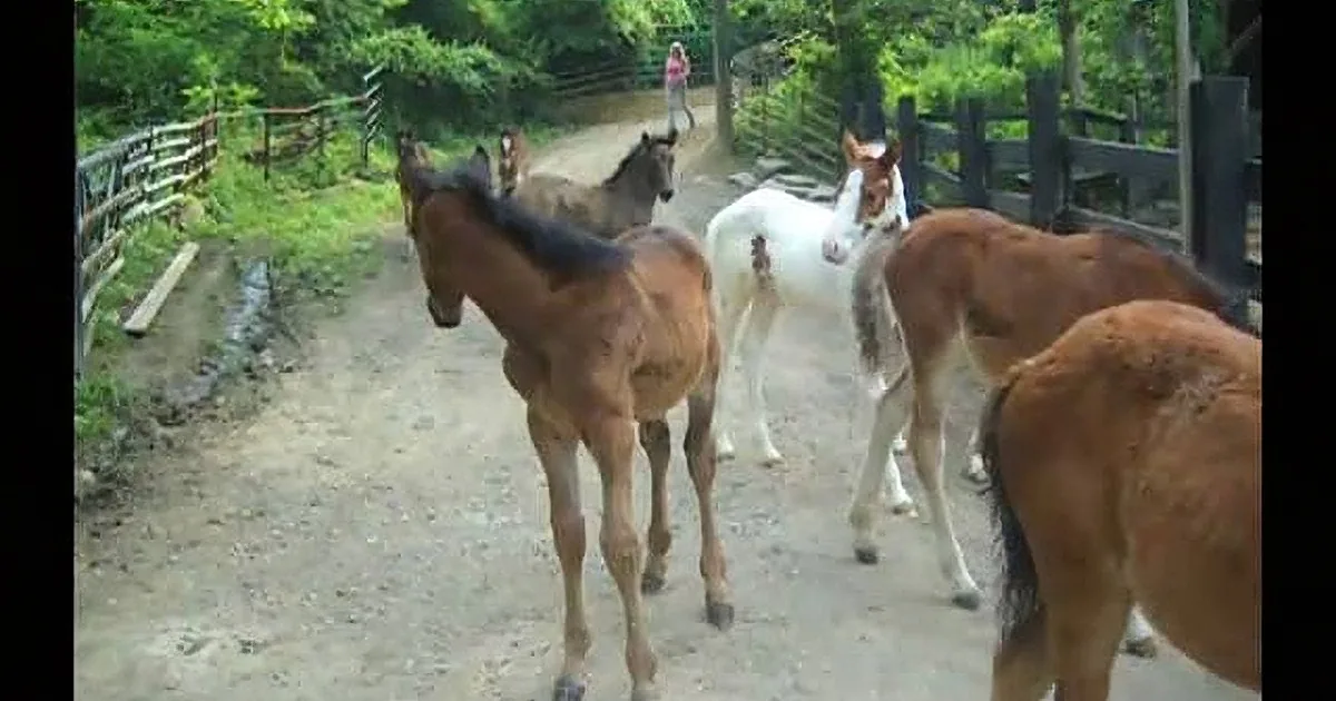 A group of horses, including foals, are walking on a dirt path surrounded by greenery and wooden fences.