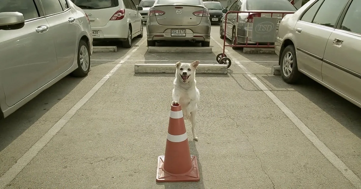 A white dog stands on a traffic cone in a parking lot, surrounded by other cones and parked cars.
