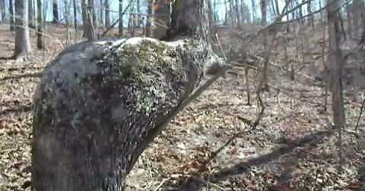 Have You Seen Rare Shape Trees in the Forest Before, This Is More Meaningful Than You Think.
