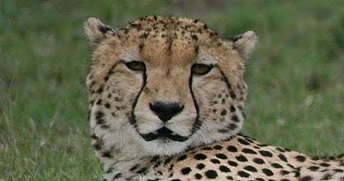 A cheetah with distinctive black spots and a light tan coat is resting on grass.