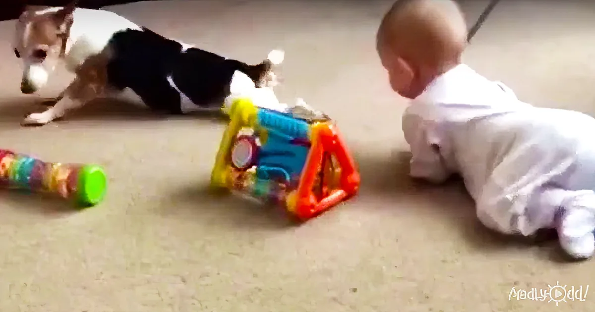 A baby in white clothes lies on the floor, reaching out to a colorful triangular toy, with a dog lying nearby.