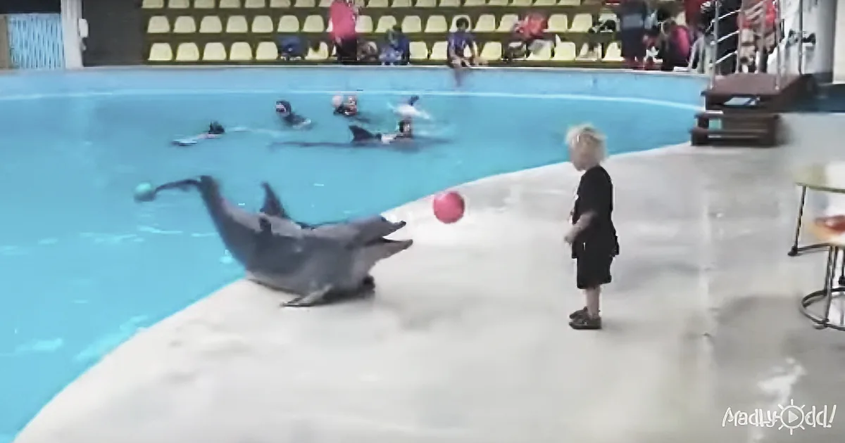 A dolphin plays with a ball near a child at a poolside, with trainers and spectators in the background.