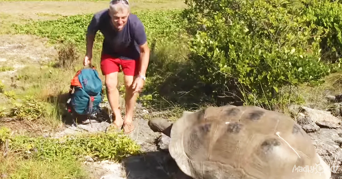 A Man Bothers a Giant Tortoise, and the Slowest Chase in History Starts. LOL.