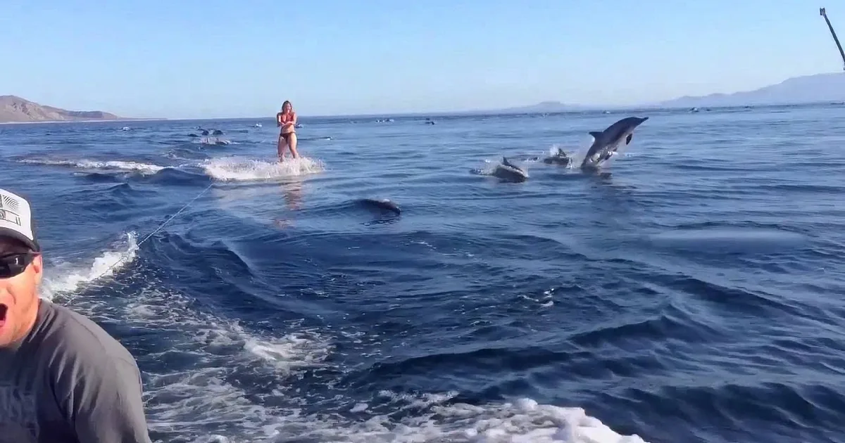 A woman is being pulled by a rope while dolphins swim nearby in the ocean.