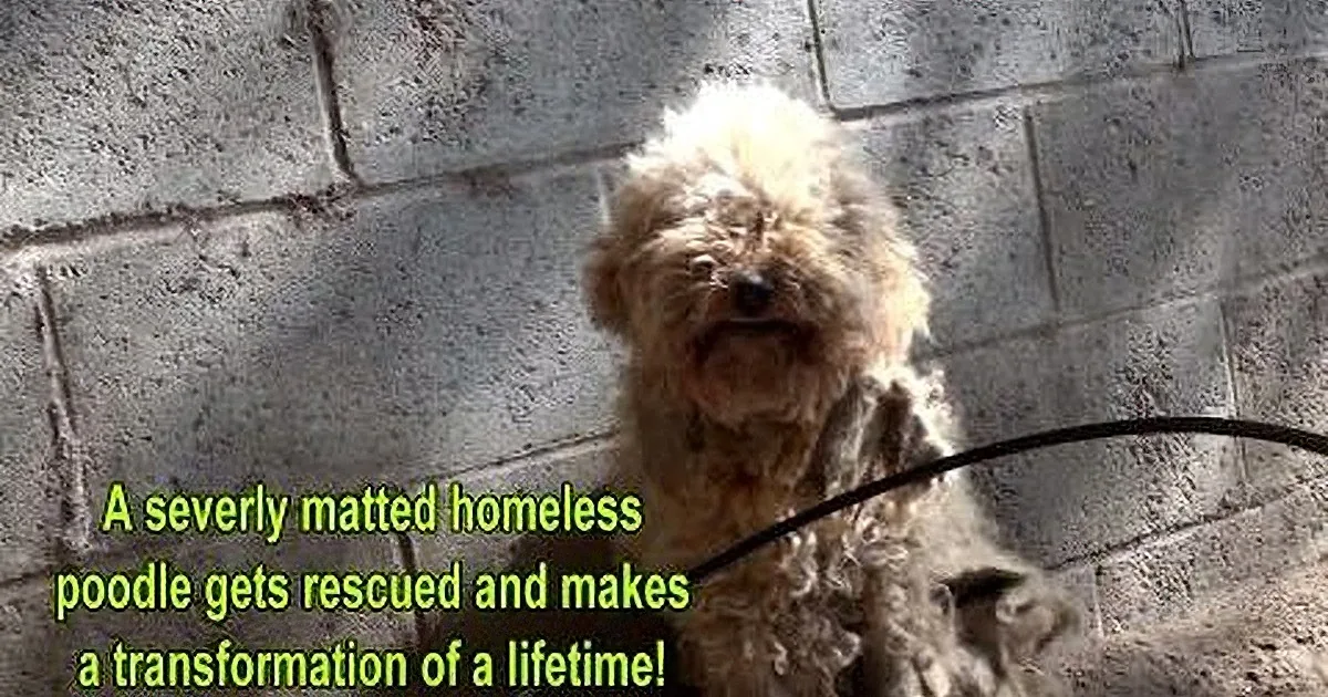 A fluffy, matted dog stands against a stone wall, rescued and transformed.