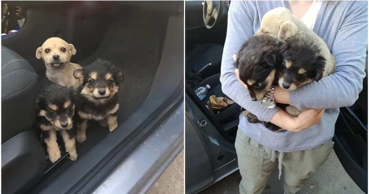 Two adorable puppies are being held and sitting in a car, looking curious and happy.