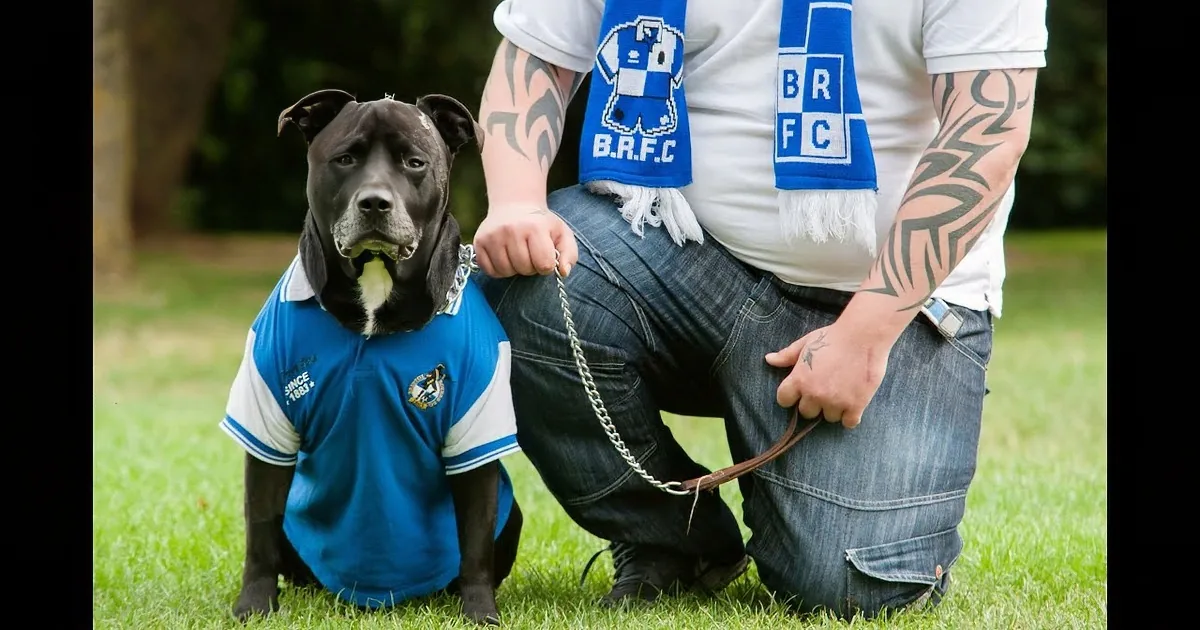 A black dog wearing a blue and white jersey stands on grass, held by a person in jeans and a white shirt with a scarf.