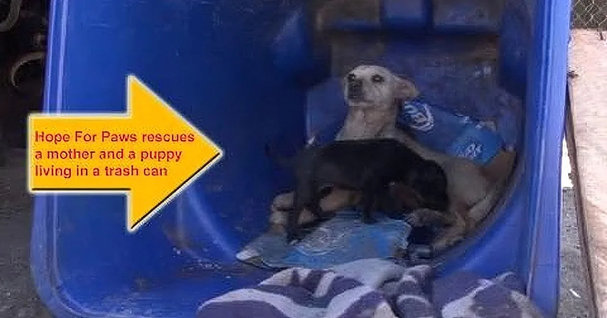 A mother dog and her puppy are rescued from a trash can by Hope For Paws.