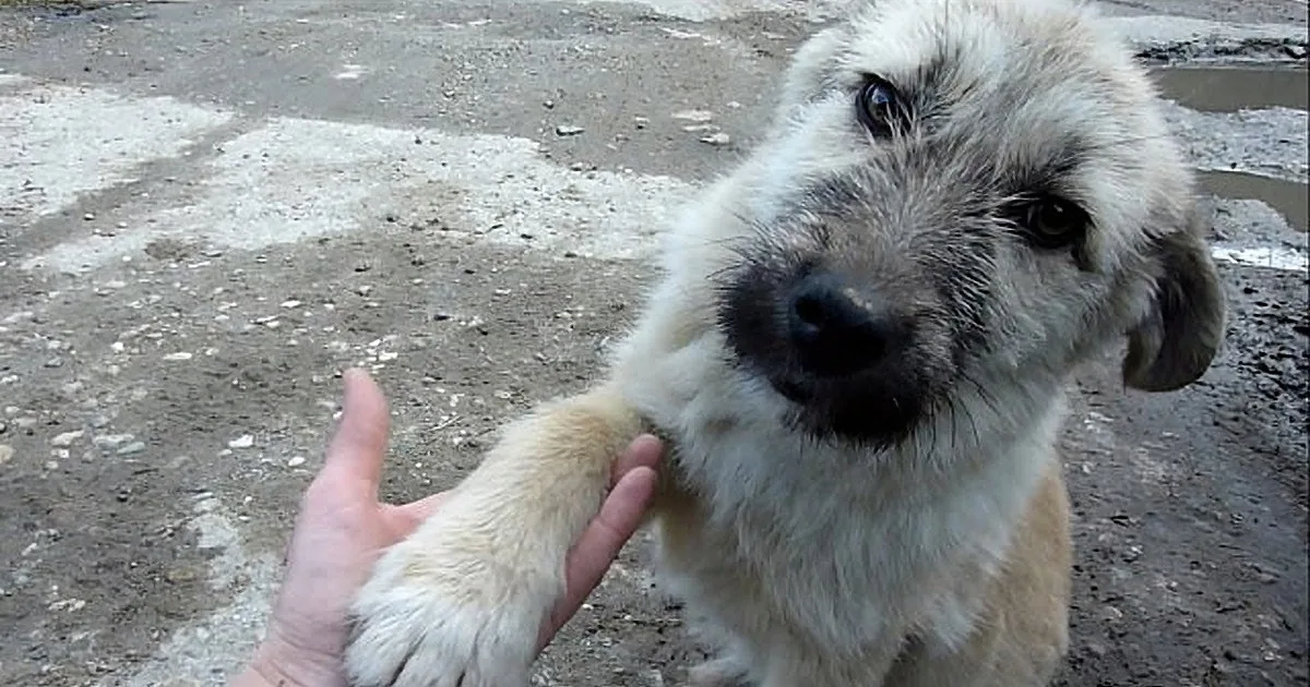 A dog with a dirty face and muddy paws reaches out to a hand.
