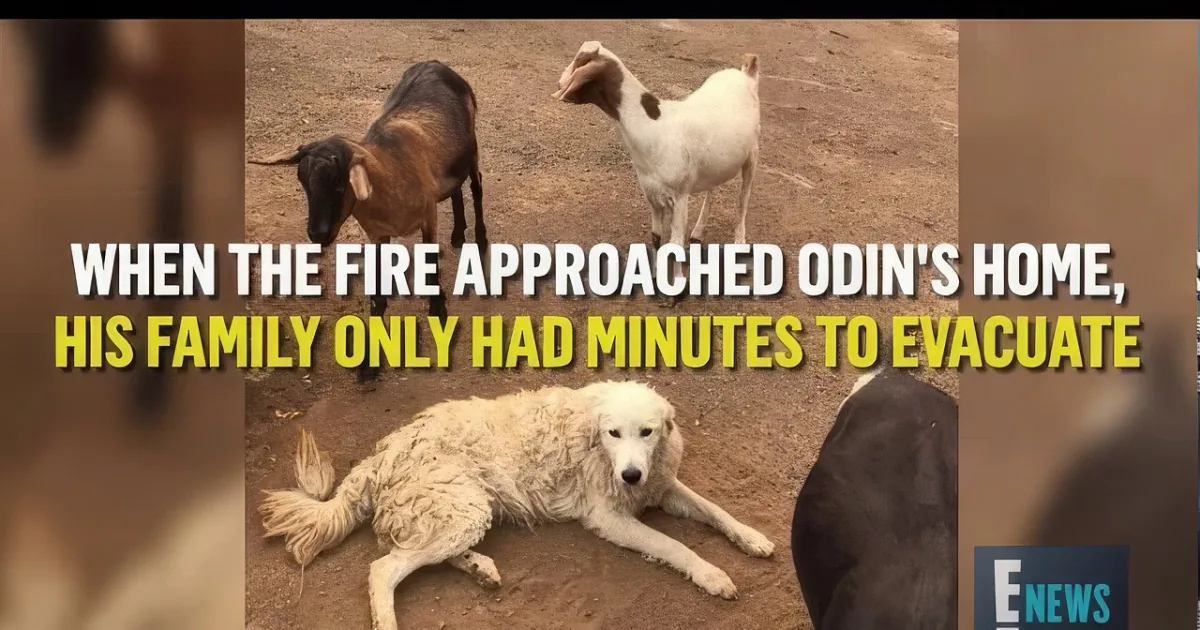A dog lies on the ground, surrounded by goats, with text about a fire evacuation.