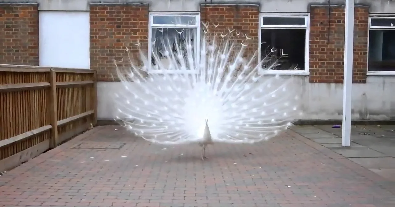 A white peacock with an open tail displays its feathers in front of a brick building with windows.
