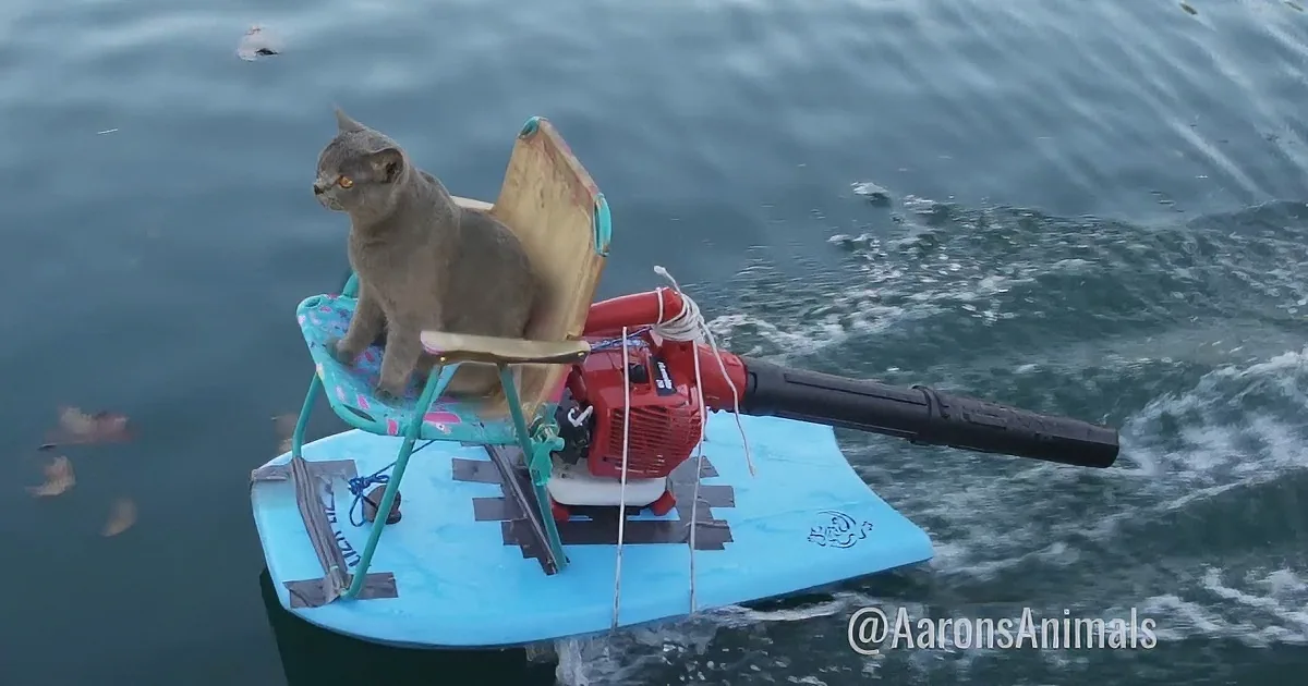 A cat sits on a makeshift boat with a chair and motor, floating on water.