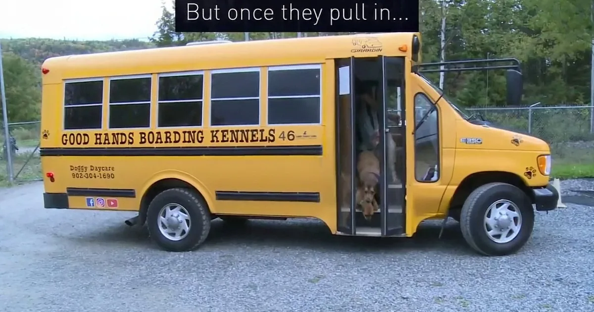 A yellow school bus with "Good Hands Boarding Kennels" written on it is parked with a dog visible in the open door.