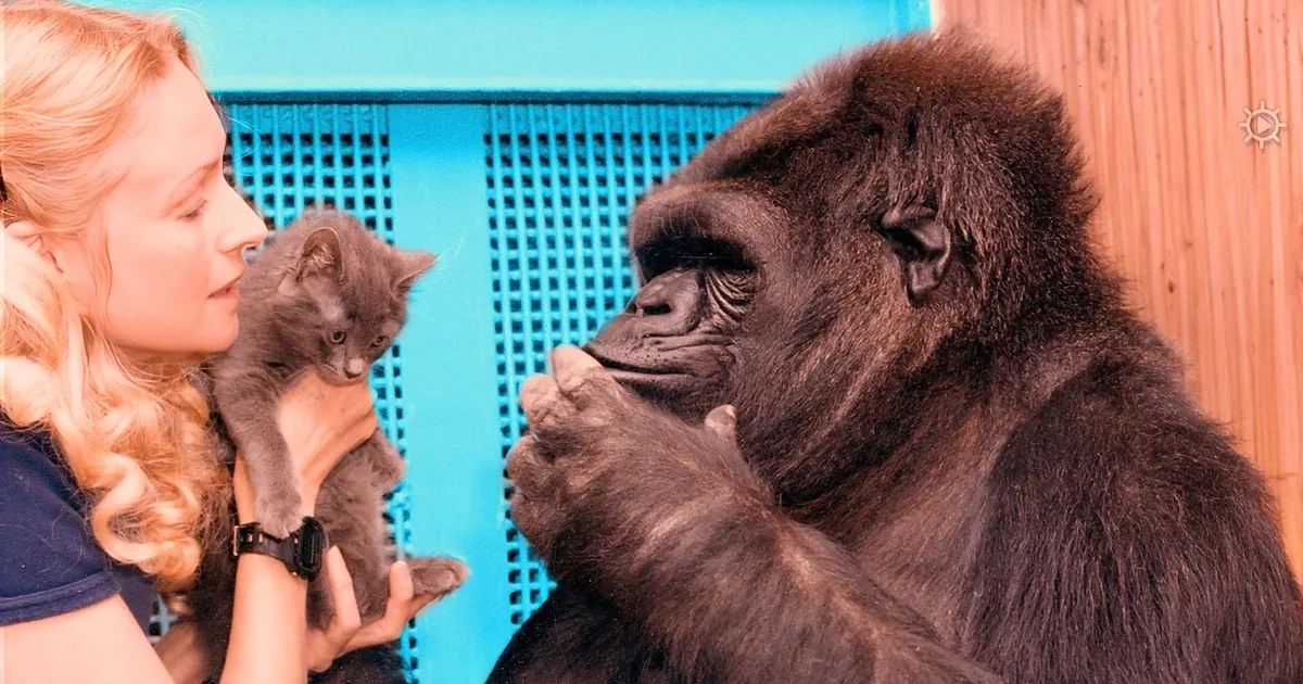 Remembering Koko: the Amazing Gorilla Who Loved Robin Williams and Kittens