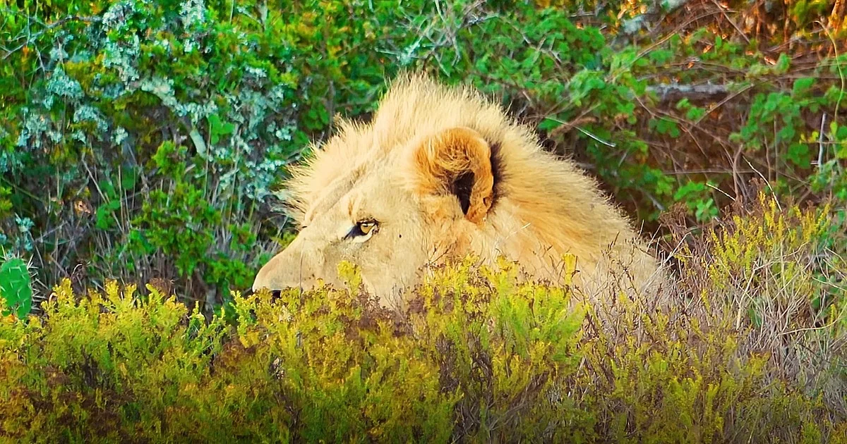 ''This Lion Hunting Video Is #2 on YouTube Today. Watch and You''ll Understand Why...''