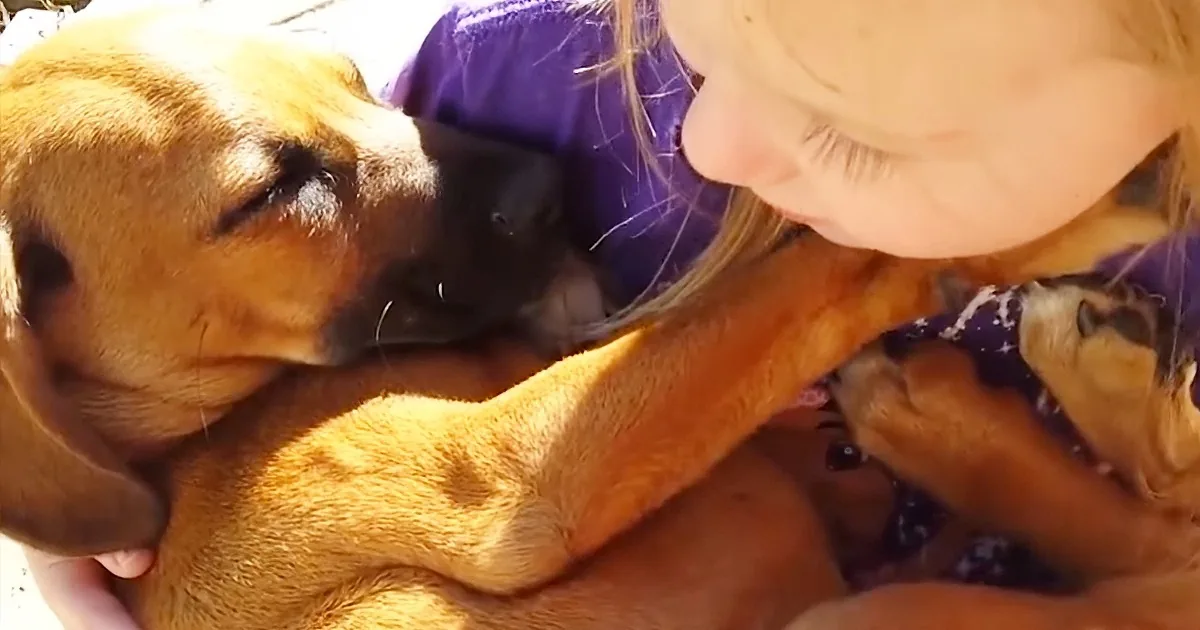 A woman in a purple jacket is holding and kissing a brown dog with its eyes closed.
