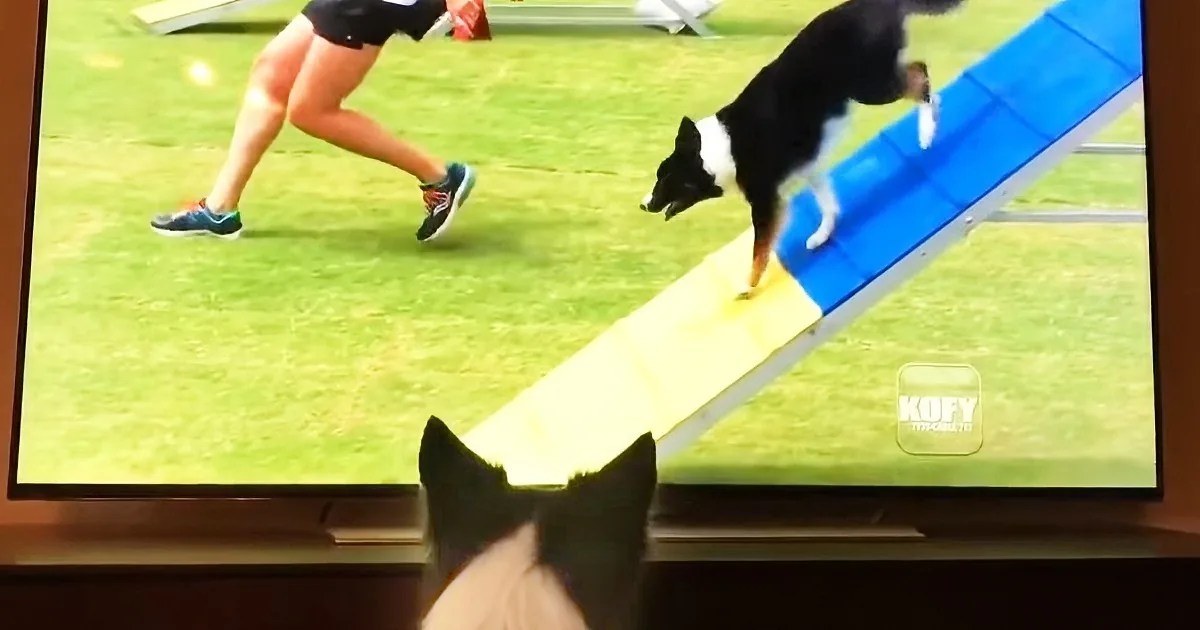 Watching Herself Win, Border Collie Is Her Own Biggest Fan -- You Go Girl!