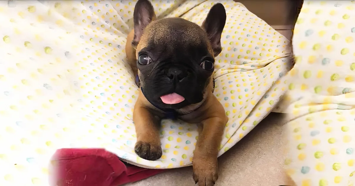 A French Bulldog puppy with a pink tongue sticks out, lying on a colorful polka-dot blanket.