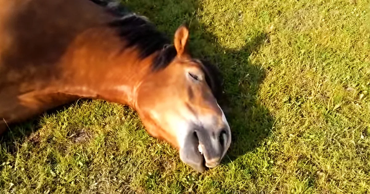Sleepy Horse Caught Snoring Very Loudly