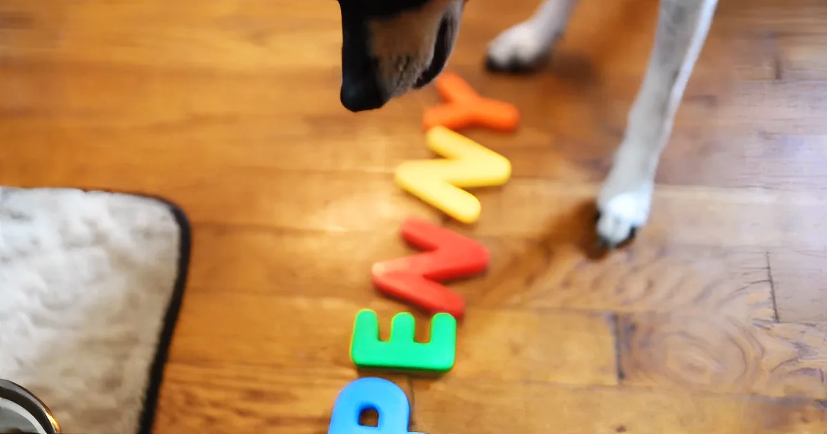 A dog interacts with colorful letter blocks spelling "PENNY" on a wooden floor.