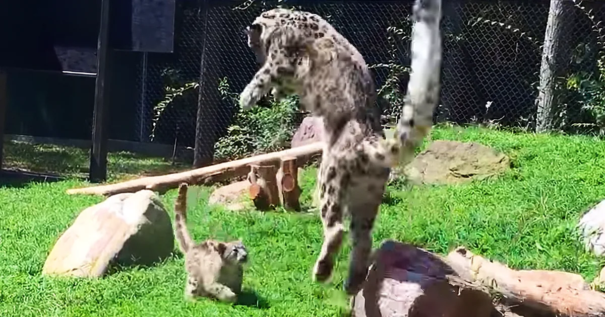Mama Snow Leopard Pretends to Be Scared When Her Cub Practices Sneaking up on Her