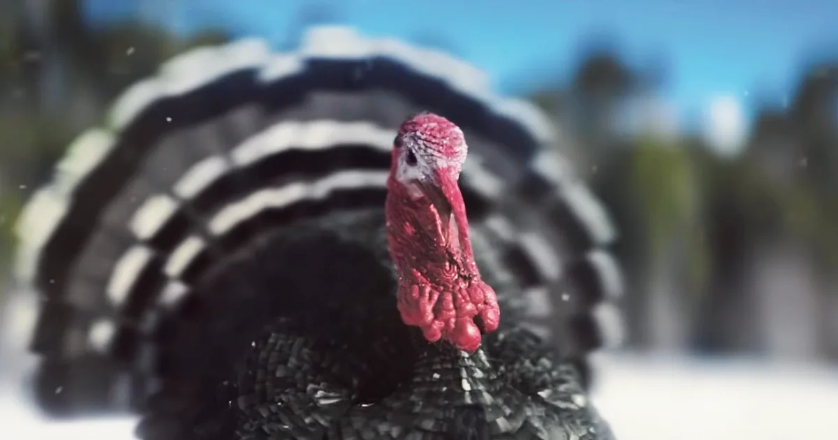 A turkey with a red head and black feathers stands in the snow, with a blurred background.