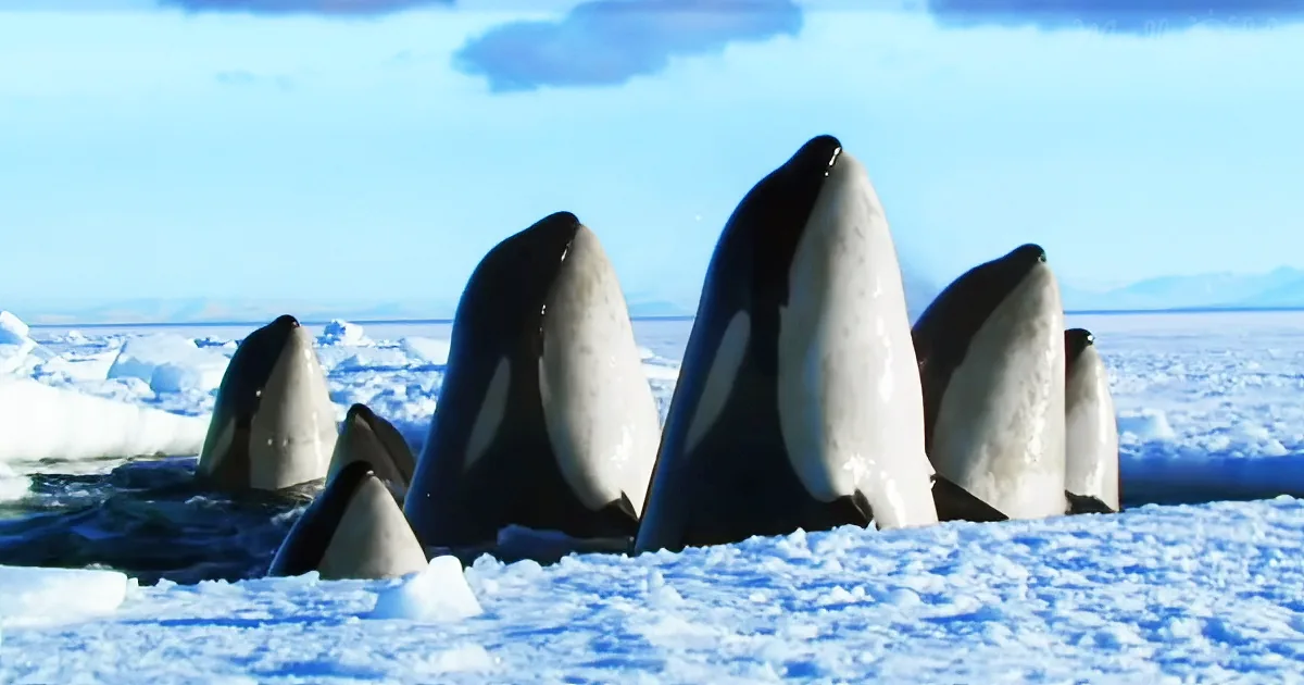 Several orcas with white and black heads are visible, surrounded by ice and water under a blue sky.