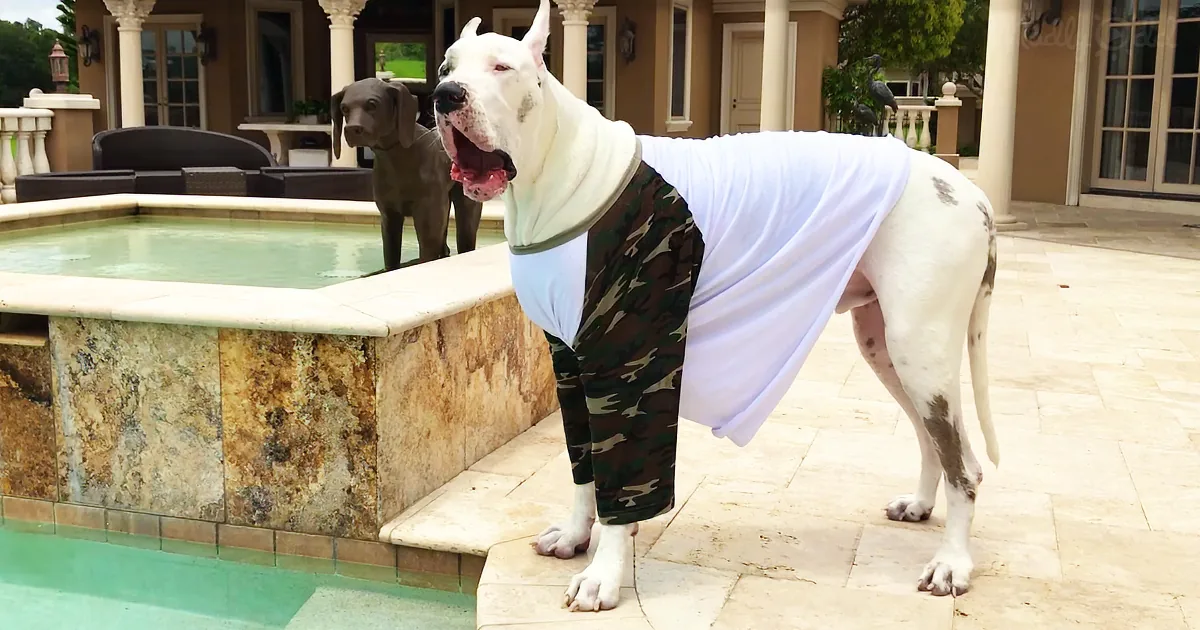 Deaf Great Dane Throws an Adorable Tantrum When Mom Says 'Don't Go in the Pool...'