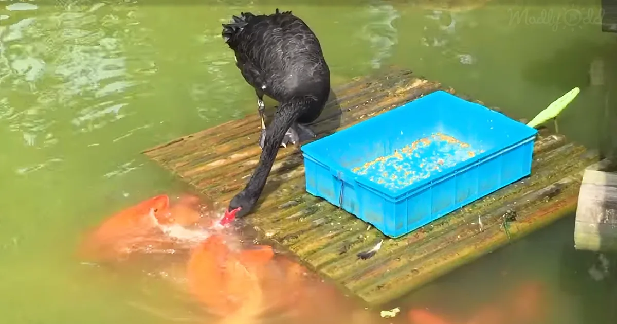 A black swan stands on a wooden platform, reaching for food in a blue container, with orange fish swimming nearby in a pond.