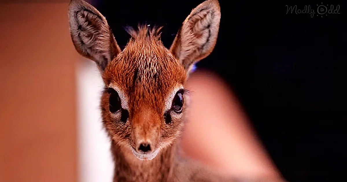 A close-up of a baby antelope with large, expressive eyes and perked-up ears.
