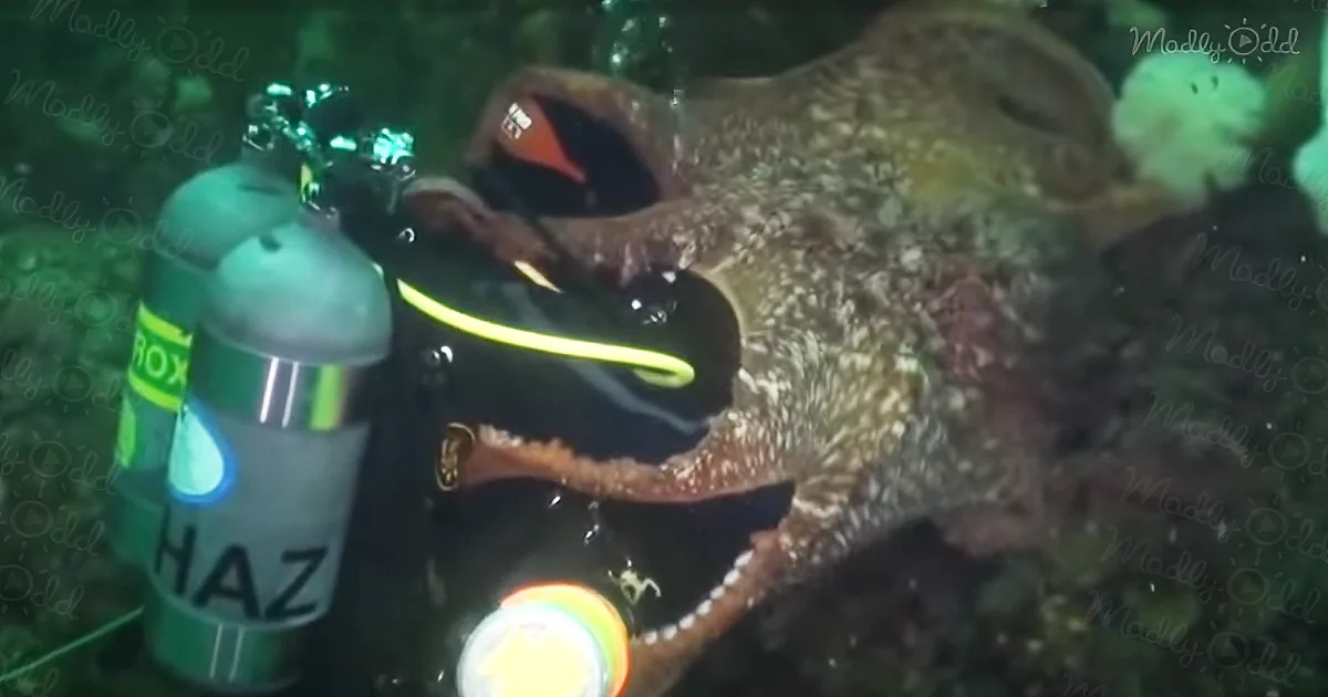 Giant Octopus Sucks up Scuba Diver in Surreal Video