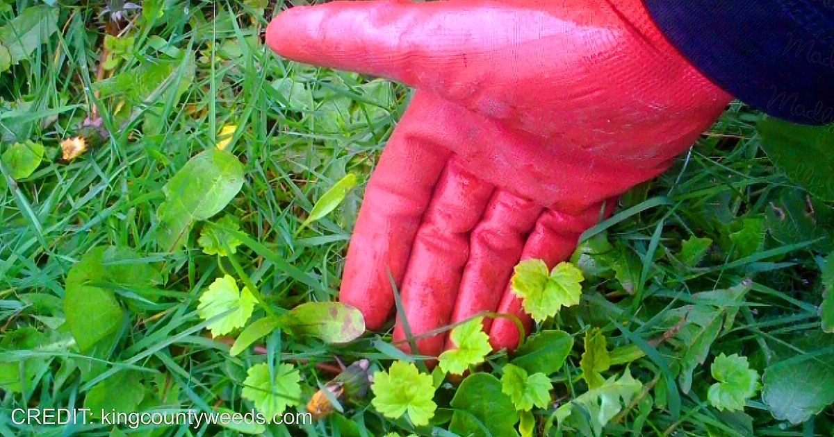 ''America''s Most Dangerious Plant: Hogweed Is Spreading Across the U.S.''