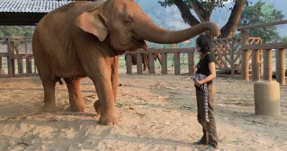 She Sits With an Elephant. but I Can''t Believe How the Elephant Reacts When She Starts Singing!